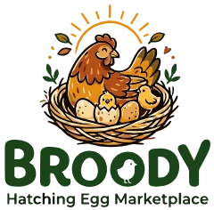 Broody