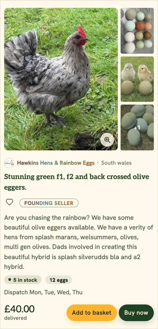 A clutch for sale on Broody: photos of an olive egger hen, her chicks and green and blue eggs, from Hawkins Hens & Rainbow Eggs in South Wales. 5 in stock, 12 eggs, £40.00 delivered, with Add to basket and Buy now buttons.